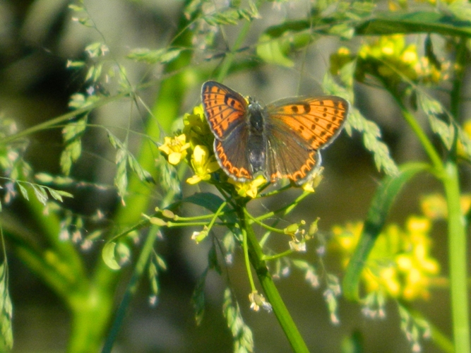 Dubbio su Lycaenidae